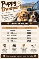 Winnie, a female Australian Shepherd for sale in Bakersfield, CA – 7 of 8