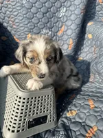 Winnie, a female Australian Shepherd for sale in Bakersfield, CA – 5 of 8