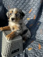 Koda, a female Australian Shepherd for sale in Bakersfield, CA – 5 of 8