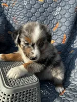 Yogi, a male Australian Shepherd for sale in Bakersfield, CA – 2 of 6