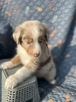 Fozzie, a male Australian Shepherd for sale in Bakersfield, CA – 5 of 8