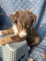 Kodiak, a male Australian Shepherd for sale in Bakersfield, CA – 4 of 7