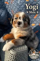 Yogi, a male Australian Shepherd for sale in Bakersfield, CA – 1 of 6