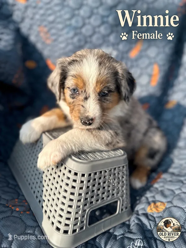 Winnie – Australian Shepherd puppy for sale in Bakersfield, CA