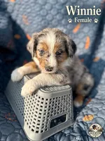 Winnie, a female Australian Shepherd for sale in Bakersfield, CA – 1 of 8