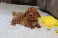 Tucker, a male Poodle - Toy  for sale in Fresno, OH – 3 of 7