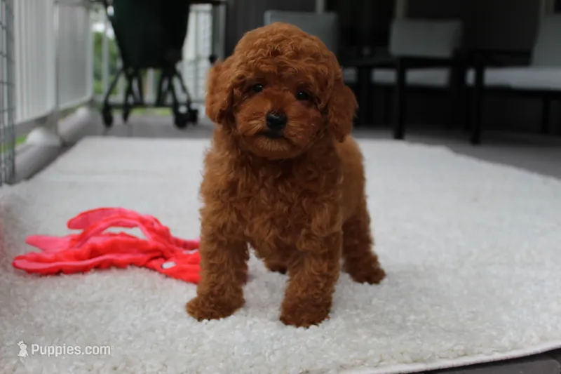 Tony – Poodle - Toy  puppy for sale in Fresno, OH