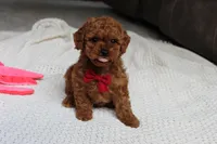 Tony, a male Poodle - Toy  for sale in Fresno, OH – 5 of 9