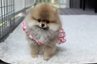 Paisley, a female Pomeranian for sale in Fresno, OH – 6 of 8
