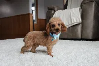 Lexy, a female Bichpoo for sale in Fresno, OH – 7 of 9