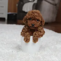 Teacup Allie, a female Poodle - Toy  for sale in Fresno, OH – Photo 6 of 6