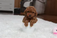 Teacup Allie, a female Poodle - Toy  for sale in Fresno, OH – Photo 6 of 6