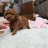Teacup Allie, a female Poodle - Toy  for sale in Fresno, OH – Photo 4 of 6