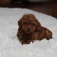 Teacup Allie, a female Poodle - Toy  for sale in Fresno, OH – Photo 2 of 6
