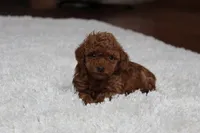 Teacup Allie, a female Poodle - Toy  for sale in Fresno, OH – Photo 2 of 6