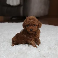 Teacup Allie, a female Poodle - Toy  for sale in Fresno, OH – Photo 5 of 6
