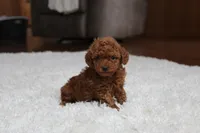 Teacup Allie, a female Poodle - Toy  for sale in Fresno, OH – Photo 5 of 6