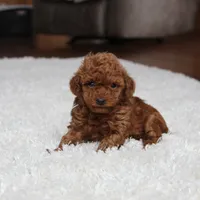 Teacup Allie, a female Poodle - Toy  for sale in Fresno, OH – Photo 3 of 6