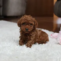 Teacup Allie, a female Poodle - Toy  for sale in Fresno, OH – Photo 1 of 6