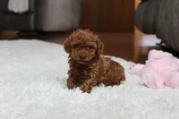 Teacup Allie, a female Poodle - Toy  for sale in Fresno, OH – Photo 1 of 6