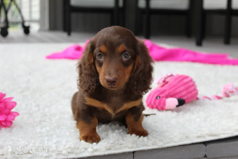 Olivia – Miniature Dachshund puppy on hold in Fresno, OH