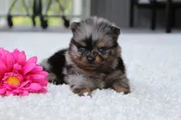 Lexi, a female Pomeranian for sale in Fresno, OH – 5 of 9