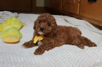 Tommy, a male Poodle - Toy  for sale in Fresno, OH – 3 of 3