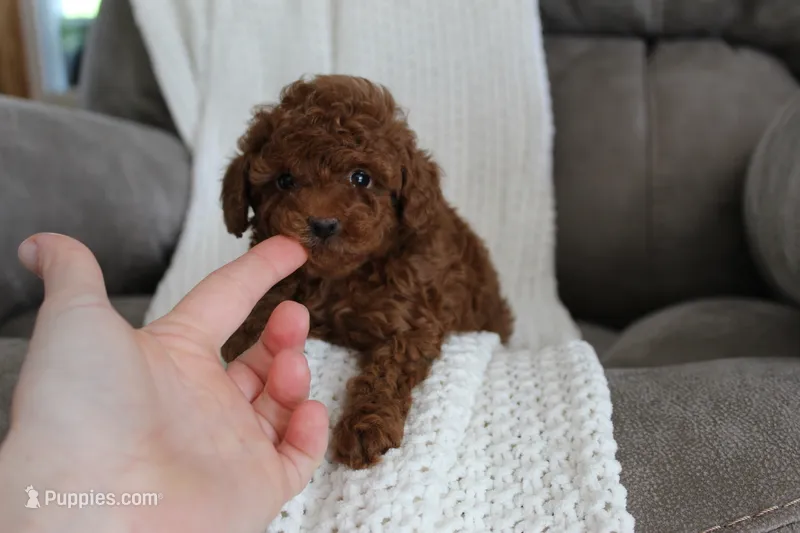 Teacup Mia, a male Poodle - Toy  for sale in Fresno, OH – 1 of 1