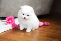 Emmy, a female Pomeranian for sale in Fresno, OH – 5 of 6