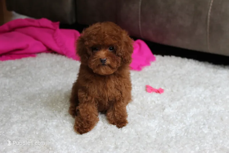 Teacup Mia – Poodle - Toy  puppy for sale in Fresno, OH