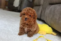 Tucker, a male Poodle - Toy  for sale in Fresno, OH – 7 of 7