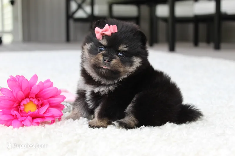 Tessa – Pomeranian puppy for sale in Fresno, OH