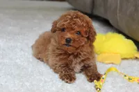 Tucker, a male Poodle - Toy  for sale in Fresno, OH – 4 of 7