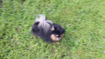 Teacup Macy, a female Pomeranian for sale in Fresno, OH – 10 of 10