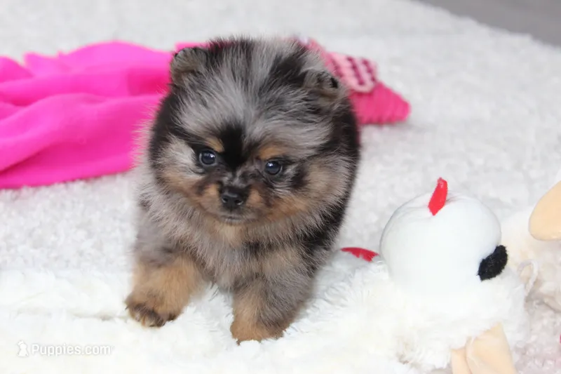 Lexi – Pomeranian puppy for sale in Fresno, OH
