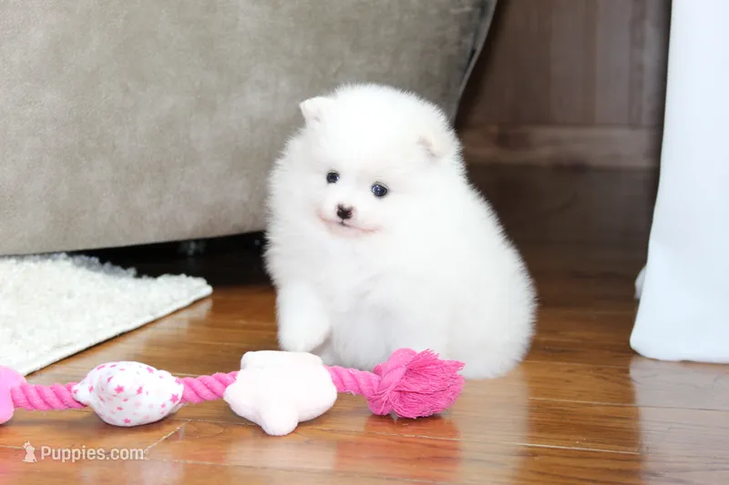 Emmy – Pomeranian puppy for sale in Fresno, OH
