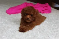 Teacup Mia, a female Poodle - Toy  for sale in Fresno, OH – 4 of 8