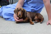 Olivia, a female Miniature Dachshund for sale in Fresno, OH – 6 of 8