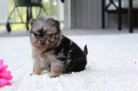 Lexi, a female Pomeranian for sale in Fresno, OH – 2 of 9