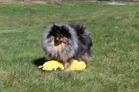 Lexi, a female Pomeranian for sale in Fresno, OH – 8 of 9