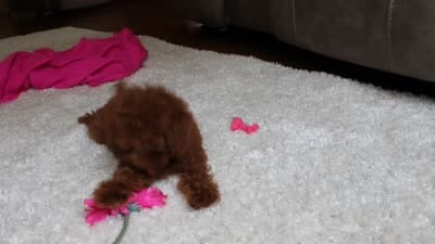 Teacup Mia, a female Poodle - Toy  for sale in Fresno, OH – 8 of 8