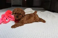 Tony, a male Poodle - Toy  for sale in Fresno, OH – 9 of 9