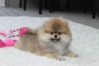 Paisley, a female Pomeranian for sale in Fresno, OH – 5 of 8