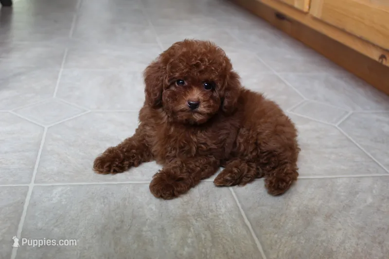 Teacup Mia – Poodle - Toy  puppy for sale in Fresno, OH