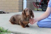 Olivia, a female Miniature Dachshund for sale in Fresno, OH – 7 of 8