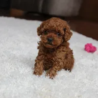 Teacup Ava, a female Poodle - Toy  for sale in Fresno, OH – Photo 3 of 8
