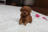 Teacup Ava, a female Poodle - Toy  for sale in Fresno, OH – Photo 3 of 8