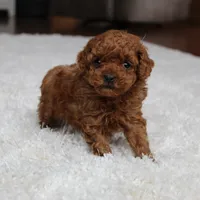 Teacup Ava, a female Poodle - Toy  for sale in Fresno, OH – Photo 5 of 8