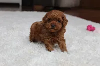 Teacup Ava, a female Poodle - Toy  for sale in Fresno, OH – Photo 5 of 8