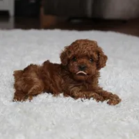 Teacup Ava, a female Poodle - Toy  for sale in Fresno, OH – Photo 4 of 8
